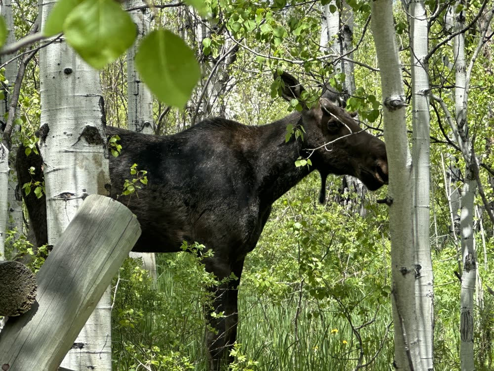 A moose browsing among aspen trees
