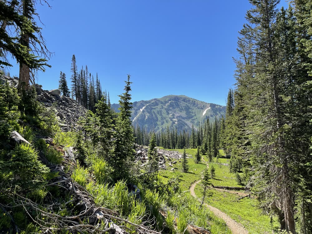 A trail winding through spruce forest toward a rocky peak